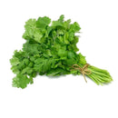 Fresh Cilantro