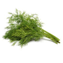 Fresh Dill