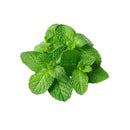 Fresh Mint Leaves