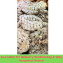 HK Grilled Chicken (White Meat) 1 pc